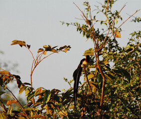 birds-africa-close-up-rare-wild-long-tailed-paradise-whydah