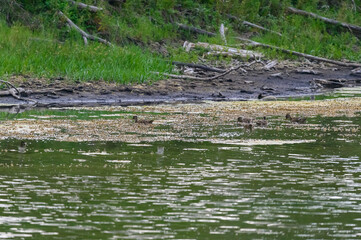 Gadwall Ducks on a Pond Near Kelowna, British Columbia, Canada.