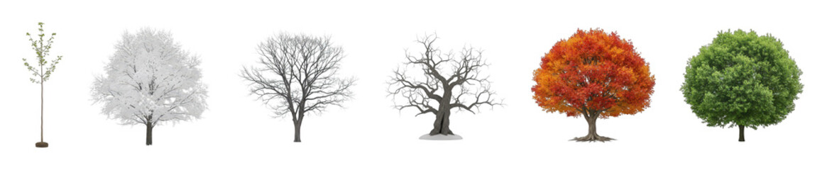 Naklejka premium Deciduous tree set including spring, summer, autumn, and winter stages isolated. Natural elements for seasonal design projects.