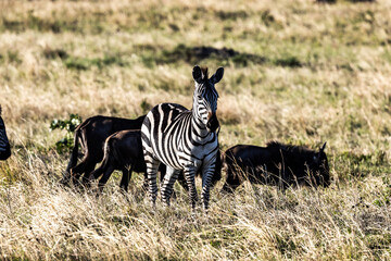 zebra in the savannah