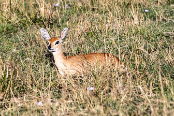 dik-dik