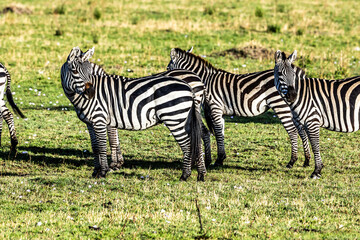 zebra in the wild