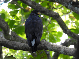 raven on a branch