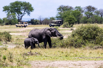 elephants in the savannah