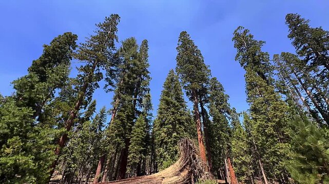 captivating forest trails, beautiful giant trees, peaceful moments in nature, rich biodiversity in yosemite, stunning views of sequoias, intimate encounters with nature, unforgettable moments in marip