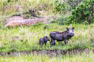 warthog in the savannah