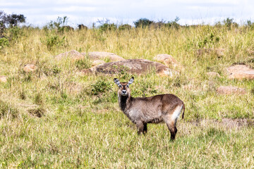 The Waterbuck