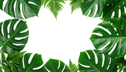 Tropical foliage borders a negative space, creating a frame. Large, deeply lobed leaves of varying shades of green surround smaller fern fronds, all against black