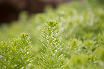 Lush Green Sedum Plant with Glistening Raindrops in Soft Focus