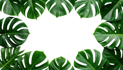 Lush, glossy, green Monstera leaves form a natural frame, encircling a solid black background. The leaves have distinctive fenestrations and textures, creating depth and dimension