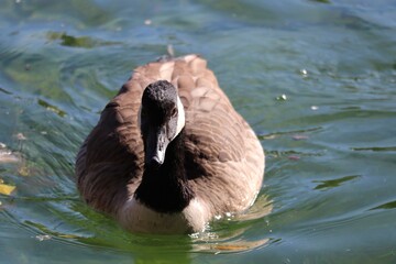 canadian goose swimming in water