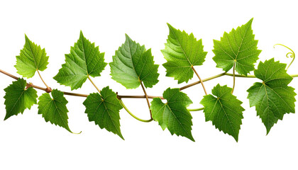A digital image features a vine with vibrant green leaves attached to a brown stem, set against a stark black background. The leaves have distinctive veins