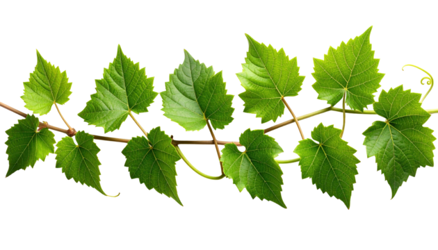 A digital image features a vine with vibrant green leaves attached to a brown stem, set against a stark black background. The leaves have distinctive veins