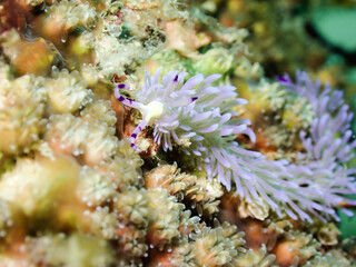 White and purple of nudibranch