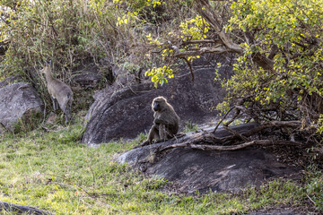 Obraz premium Baboon in the rock
