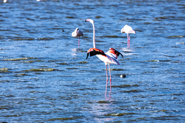 flamingo in the water