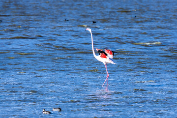 flamingo in the water