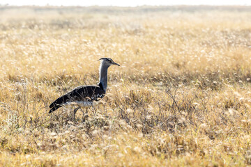 Kori bustards 