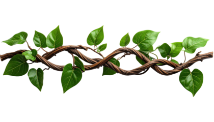 A horizontal image shows intricately intertwined brown vines. Lush, vibrant green heart-shaped leaves adorn the vines, creating a natural, organic arrangement against a stark black backdrop