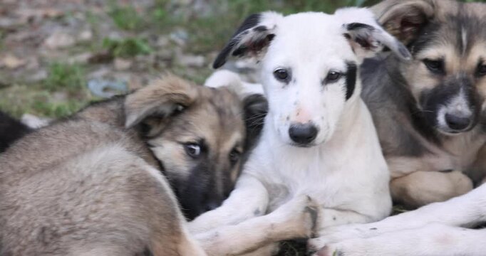 Cute stray dogs lying on ground outdoors, closeup. Camera moving left