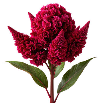A vibrant, close-up image showcases a velvety, crimson cockscomb flower. Its unique, textured bloom sits atop a slender stem adorned with green leaves, set against a dark backdrop
