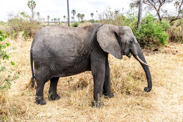 The African Savanna Elephant