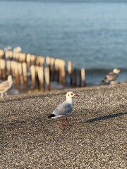 seagull on the pier