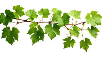 A vibrant, isolated branch of grapevines with multiple lobed green leaves extends horizontally against a black background, with a brown stem