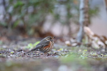 The redwing (Turdus iliacus) is a bird in the thrush family. This photo was taken in Japan.