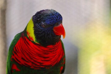 rainbow lorikeet parrot
