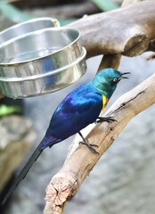 bird on a branch