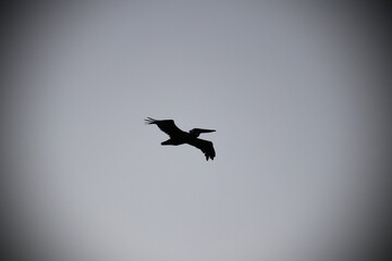bird in water