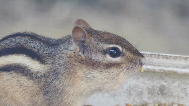 Funny chipmunk freezes while eating seeds after noticing the camera, cute wildlife close-up