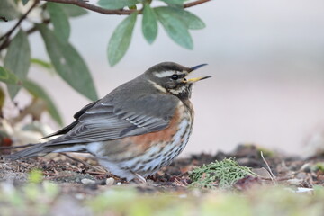 The redwing (Turdus iliacus) is a bird in the thrush family. This photo was taken in Japan.