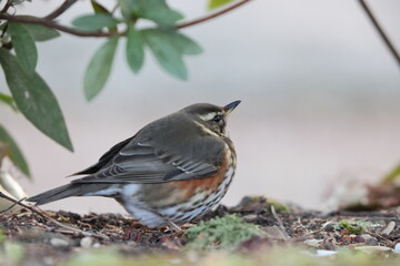 The redwing (Turdus iliacus) is a bird in the thrush family. This photo was taken in Japan.