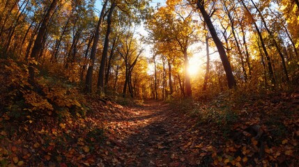 Obraz premium Serene Autumn Forest Pathway with Golden Leaves and Warm Sunlight