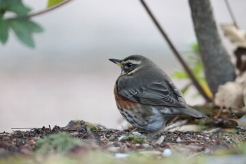 The redwing (Turdus iliacus) is a bird in the thrush family. This photo was taken in Japan.