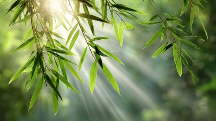 Obraz premium Sunlight Streaming Through Lush Bamboo Leaves in a Serene Setting