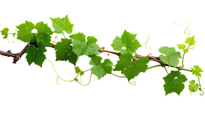 A detailed image showcasing a verdant grapevine branch against a stark black background. The branch is woody, with vibrant green, lobed leaves & delicate tendrils