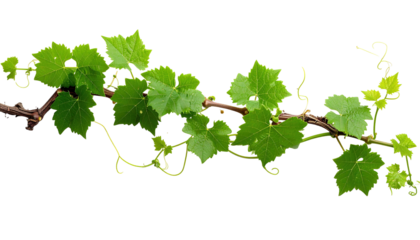 A detailed image showcasing a verdant grapevine branch against a stark black background. The branch is woody, with vibrant green, lobed leaves & delicate tendrils