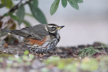 The redwing (Turdus iliacus) is a bird in the thrush family. This photo was taken in Japan.