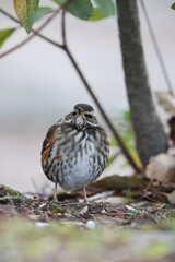 The redwing (Turdus iliacus) is a bird in the thrush family. This photo was taken in Japan.