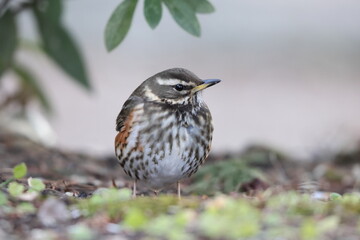The redwing (Turdus iliacus) is a bird in the thrush family. This photo was taken in Japan.
