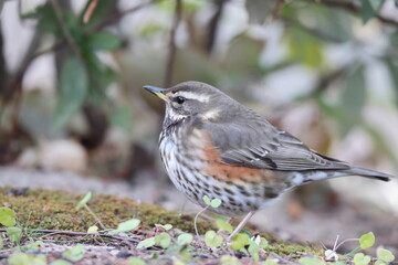 The redwing (Turdus iliacus) is a bird in the thrush family. This photo was taken in Japan.