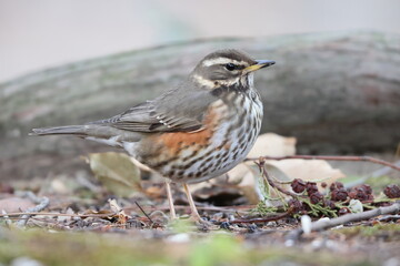 The redwing (Turdus iliacus) is a bird in the thrush family. This photo was taken in Japan.