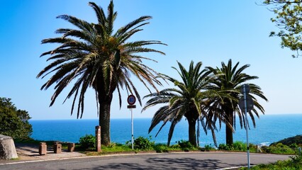 青空に映えるヤシの木　宮崎県