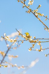 White Eye Bird Perched On Plum Branch with Blue Sky in Spring