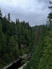 mountain landscape with trees
