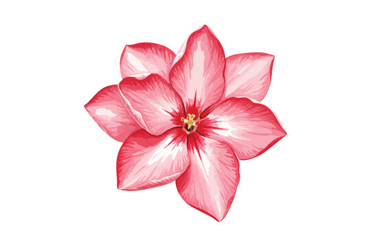 Desert Rose Pink Adenium Obesum Bloom Vector Isolated White Background