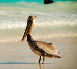 pélican brun Sian Ka'an péninsule du Yucatan mexique